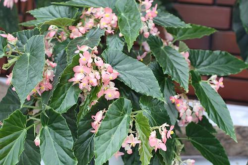B. ‘Karamomo’